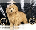 Small Photo #6 Poodle (Toy) Puppy For Sale in WARSAW, IN, USA