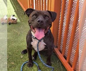 Mutt Dogs for adoption in Las Vegas, NV, USA