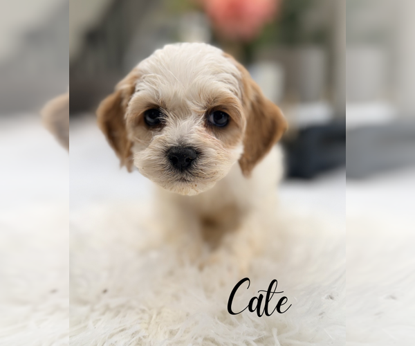 Medium Photo #2 Cavapoo (Miniature) Puppy For Sale in ADDISON, IL, USA