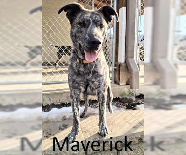Medium Photo #2 Catahoula Leopard Dog-Mountain Cur Mix Puppy For Sale in Mountain View, AR, USA