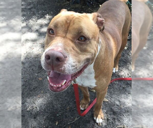 Medium Photo #2 American Pit Bull Terrier-Unknown Mix Puppy For Sale in Ocala, FL, USA