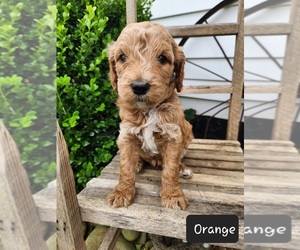 Goldendoodle Puppy for sale in RUTLEDGE, TN, USA