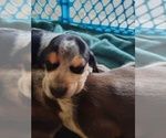Small Photo #20 Beagle Puppy For Sale in BOWLING GREEN, MO, USA
