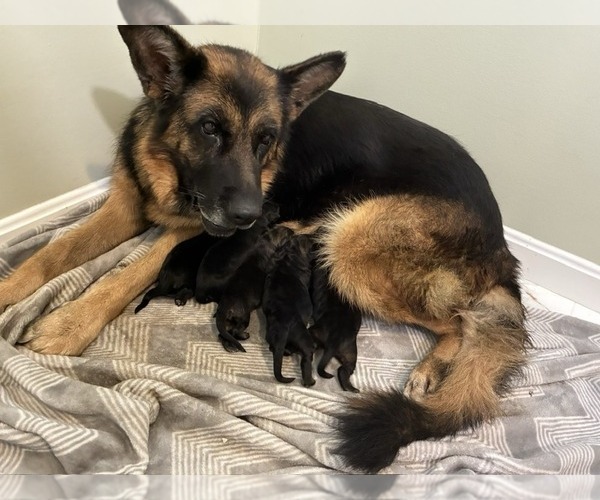 Medium Photo #1 German Shepherd Dog Puppy For Sale in NEWVILLE, PA, USA
