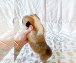 Small #4 Pembroke Welsh Corgi