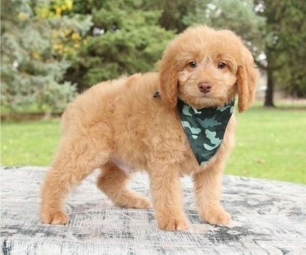 Medium Photo #2 Goldendoodle (Miniature) Puppy For Sale in BOSWELL, IN, USA