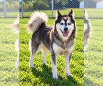 Krystal - Female Alaskan Klee Kai Puppy for Sale - Small photo