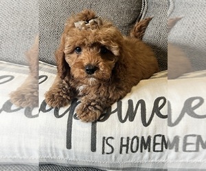 Cavapoo (Miniature) Puppy for sale in RICHMOND, IL, USA