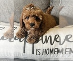 Image preview for Ad Listing. Nickname: cavapoo