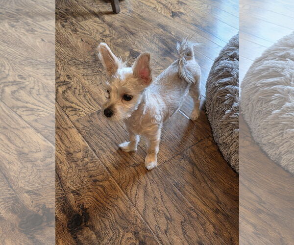 Medium Photo #3 Maltese-Unknown Mix Puppy For Sale in St. Louis Park, MN, USA