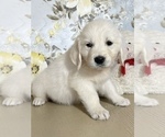Small Photo #4 English Cream Golden Retriever Puppy For Sale in AMITY, AR, USA