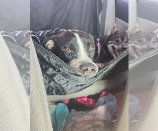 Medium Photo #2 American Pit Bull Terrier-Unknown Mix Puppy For Sale in Chandler, AZ, USA