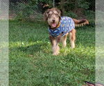 Small #1 Poodle (Standard) Mix