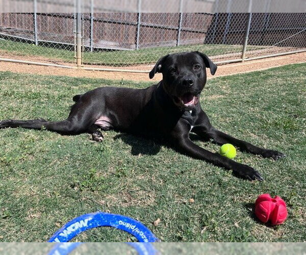 Medium Photo #3 Labrador Retriever-Unknown Mix Puppy For Sale in Plano, TX, USA