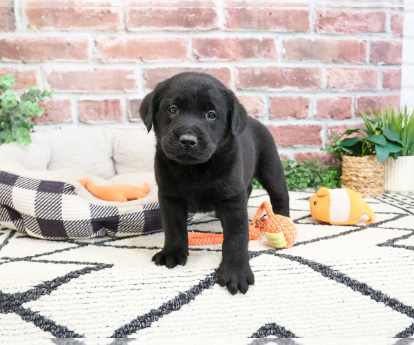 Medium Photo #4 Labrador Retriever Puppy For Sale in SYRACUSE, IN, USA