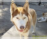 Small #7 Siberian Husky