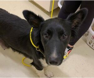 Border Collie Dogs for adoption in Fremont, CA, USA