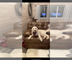 Goldendoodle Puppy for sale in IONIA, MI, USA