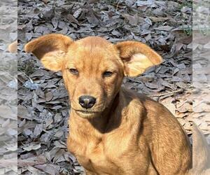 Mutt Dogs for adoption in Yardley, PA, USA