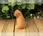 Small #21 Cocker Spaniel