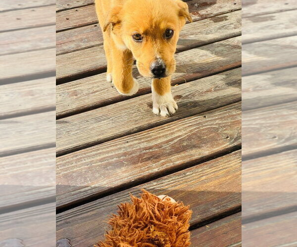 Medium Photo #3 Labrador Retriever-Unknown Mix Puppy For Sale in Aurora, IN, USA
