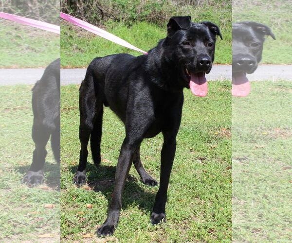 Medium Photo #1 Mutt Puppy For Sale in Prattville, AL, USA