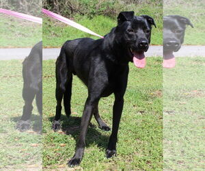 Mutt Dogs for adoption in Prattville, AL, USA