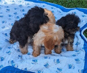 Cavapoo Puppy for Sale in DUNNVILLE, Kentucky USA