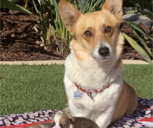 Mother of the Pembroke Welsh Corgi puppies born on 09/13/2021