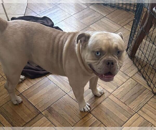 Medium Photo #3 Bulldog-Unknown Mix Puppy For Sale in Los Angeles, CA, USA