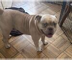 Small #2 Bulldog Mix