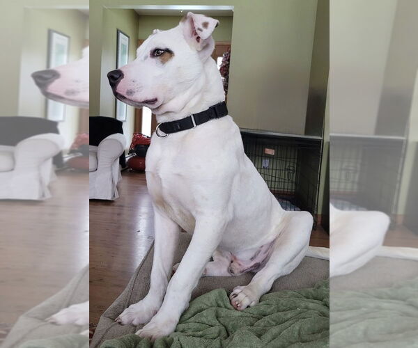 Medium Photo #16 American Staffordshire Terrier-Unknown Mix Puppy For Sale in Wenonah, NJ, USA