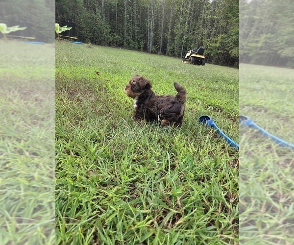 Medium Photo #5 Yorkshire Terrier Puppy For Sale in RHOADESVILLE, VA, USA