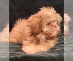 Small #1 Shih Tzu
