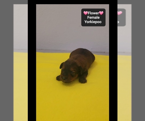 Medium Photo #2 Yorkipoo Puppy For Sale in TUCSON, AZ, USA