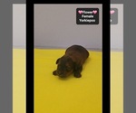 Flower - Female Yorkipoo Puppy for Sale - Photo #2