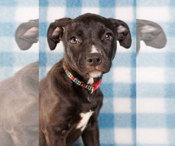 Medium Photo #5 American Staffordshire Terrier-Unknown Mix Puppy For Sale in McKinney, TX, USA