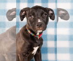 Small #4 American Staffordshire Terrier Mix