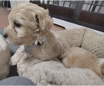 Puppy Grey collar Maltipoo (Miniature)