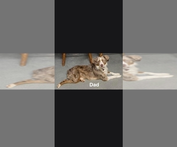 Medium Photo #1 Miniature Australian Shepherd Puppy For Sale in WADESBORO, NC, USA