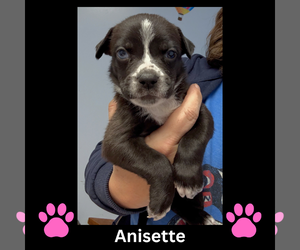 Mutt Dogs for adoption in GILBERTS, IL, USA