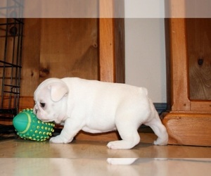French Bulldog Puppy for sale in OMAHA, NE, USA