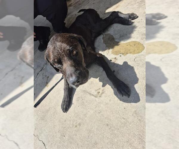 Medium Photo #1 Labrador Retriever-Unknown Mix Puppy For Sale in San Antonio, TX, USA