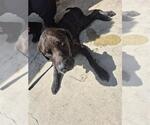 Small Labrador Retriever Mix