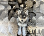 Small #11 Alaskan Klee Kai-Pomsky Mix