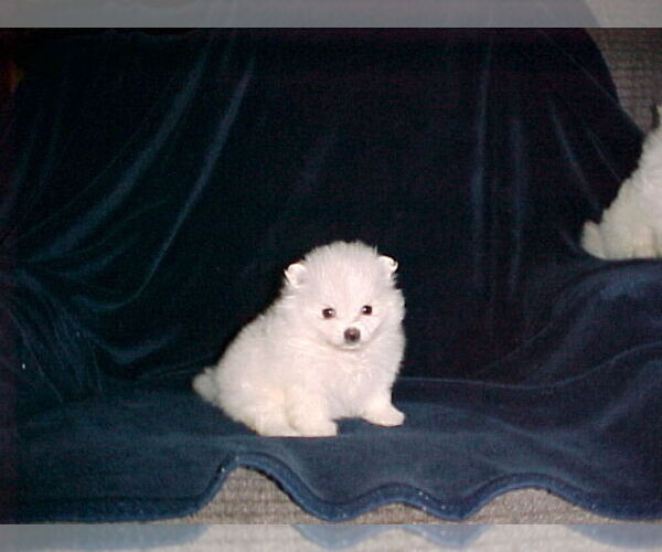 Medium Photo #2 Pomeranian Puppy For Sale in APPLE VALLEY, CA, USA