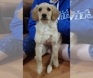 Goldendoodle (Miniature) Puppy for sale in LOUISVILLE, KY, USA