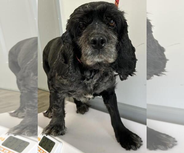 Medium Photo #3 Cocker Spaniel Puppy For Sale in Westminster, MD, USA