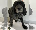 Small #2 Cocker Spaniel