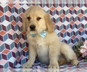 Golden Retriever Puppy for sale in LANCASTER, PA, USA